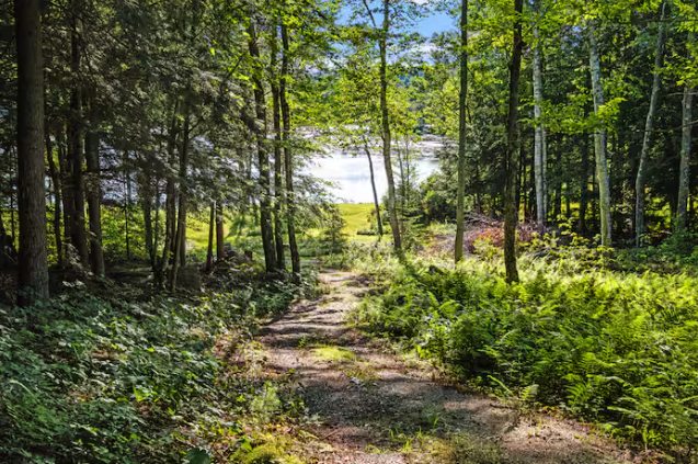 Forest path leading to Highland Lake