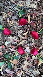 Red roses scattered on autumn leaves